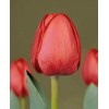 Луковица тюльпана Севилла (Sevilla): фото и описание