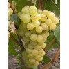 Саженец винограда Аркадия (Ранний/Белый): фото и описание