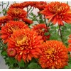 Саженец Хризантемы Аврора: фото и описание