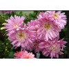 Саженец Хризантемы Метеорит: фото и описание