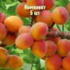 Саженцы Абрикоса Горный Абакан - 5 шт.: фото и описание