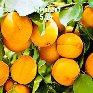 Комплект 5шт / Абрикос Шиндахлан