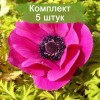 Луковицы анемоны Сильфида (Sylphide) -  5 шт.: фото и описание