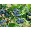 Саженцы черники Герберт  (Herbert) -  5 шт.: фото и описание