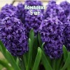 Луковицы Гиацинта Атлантик (Atlantic) - 5 шт.: фото и описание