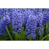 Луковицы гиацинта Блю Джакетс (Blue Jacket) -  5 шт.: фото и описание