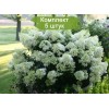 Саженцы гортензии метельчатой Бейби Лейс (Baby Lace) -  5 шт.: фото и описание