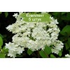 Саженцы гортензии древовидной Хаес Старбаст (Hayes Starburst) -  5 шт.: фото и описание