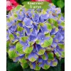 Саженцы гортензии крупнолистной Меджикал Аметист Блю (Magical Amethyst blue) -  5 шт.: фото и описание