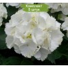 Саженцы гортензии крупнолистной Уайт Вондер (White Wonder) -  5 шт.: фото и описание