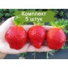 Саженцы ремонтантной клубники Маджестик (Ранняя) -  5 шт.: фото и описание