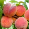 Саженцы Персика Бархатный сезон - 5 шт.: фото и описание