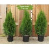 Туя Брабант (Brabant) 40-60 см -  5 шт.: фото и описание