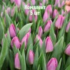 Луковицы Тюльпана Лайт Пинк Принц (Light Pink Prince) - 5 шт.: фото и описание