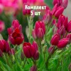 Луковицы Тюльпана Стронг Повер (Strong Power) - 5 шт.: фото и описание