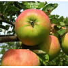 Яблоня Бельфлер башкирский -  5 шт.: фото и описание