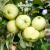 Яблоня Белое летнее - 5 шт.: фото и описание