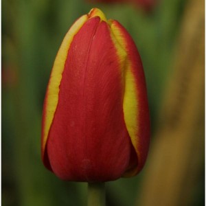 Тюльпан Доу джонс