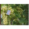 Саженец Винограда Золотинка: фото и описание